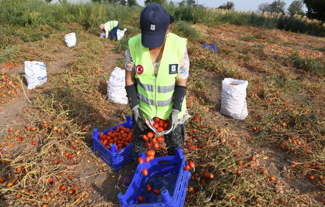 Köylü elinde kalan domatesi parasız verdi: Salça yapıp vatandaşa dağıtılıyor 2